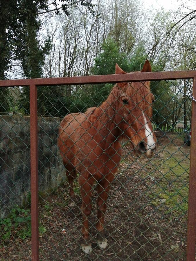 Casa do Moinho Rural campo e praia , 9 pessoas, animais benvindos Espinho (Aveiro) Exterior foto