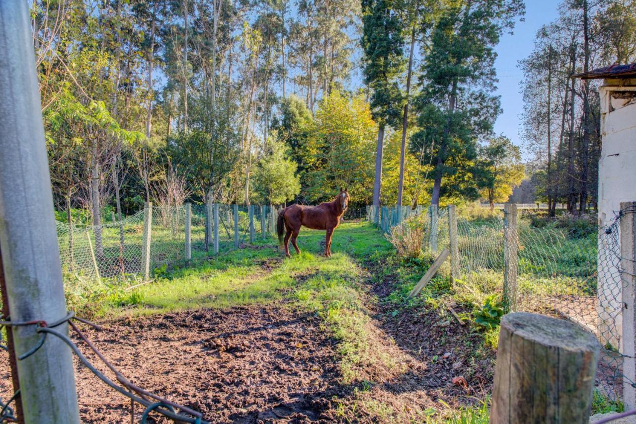 Casa do Moinho Rural campo e praia , 9 pessoas, animais benvindos Espinho (Aveiro) Exterior foto